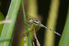Trithemis stictica