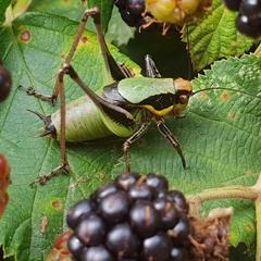Eupholidoptera chabrieri