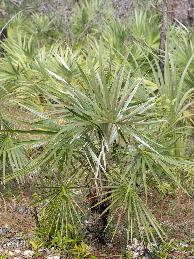 Kè bạc – Coccothrinax argentata