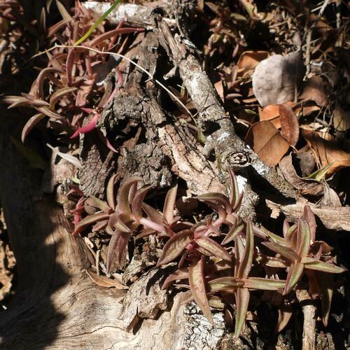 Crassula foveata