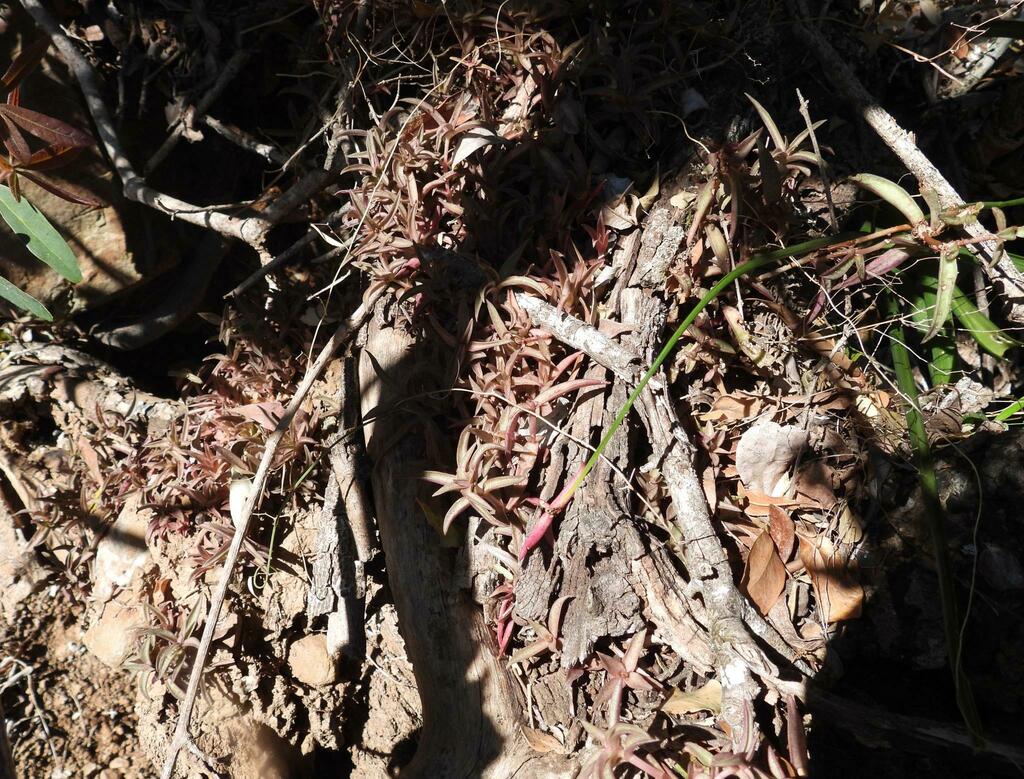 Crassula foveata