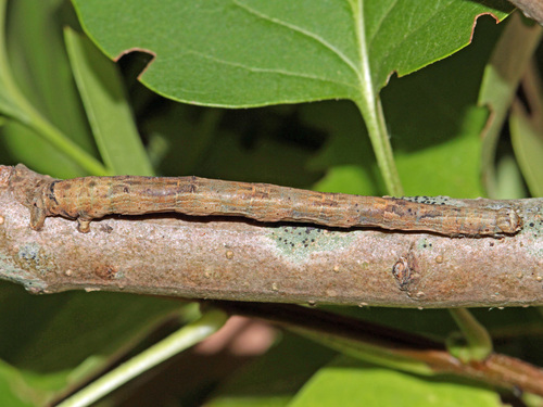 Waved Umber