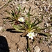 Lewisia nevadensis - Photo (c) Shane Hanofee,  זכויות יוצרים חלקיות (CC BY-NC), הועלה על ידי Shane Hanofee