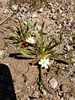 Lewisia nevadensis - Photo (c) Shane Hanofee, algunos derechos reservados (CC BY-NC), subido por Shane Hanofee