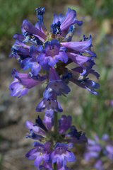 Penstemon attenuatus