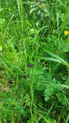 Samuel GUIRAUDOU, CC BY, iNaturalist via GBIF Aristolochia rotunda, photograph Samuel GUIRAUDOU, CC BY, iNaturalist via GBIF