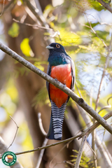 Trogon curucui