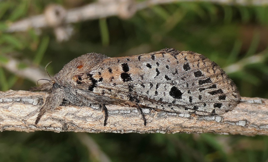 Sympycnodes adrienneae