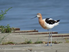 Recurvirostra americana