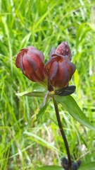 Gentiana purpurea