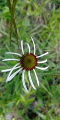Echinacea pallida