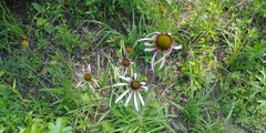 Echinacea pallida