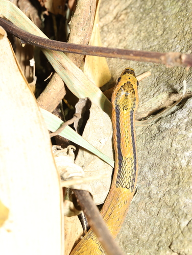 Bamboo Snake, Pseudoxenodon bambusicola