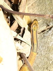 Bamboo Snake