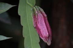 Epiphyllum phyllanthus