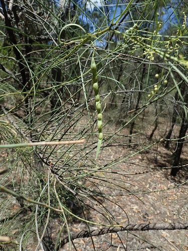 Image of Acacia subulata by (c) Ruth Palsson, some rights reserved (CC BY-SA)