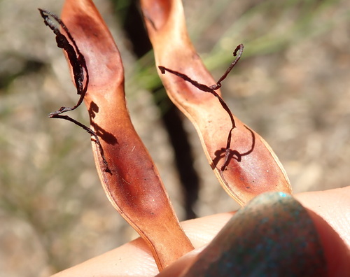 Image of Acacia subulata by (c) Ruth Palsson, some rights reserved (CC BY-SA)