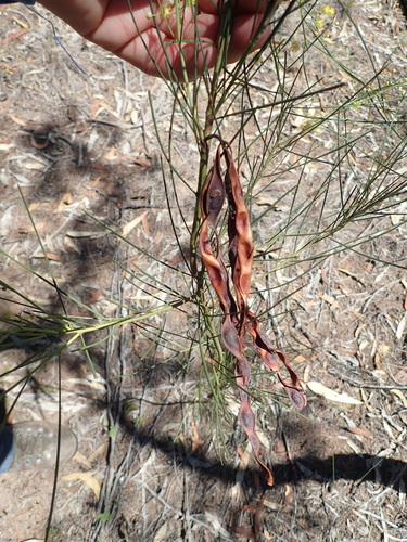 Image of Acacia subulata by (c) Ruth Palsson, some rights reserved (CC BY-SA)