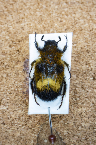 Bombodes vitalisi · iNaturalist