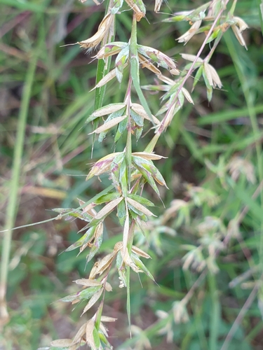 Apluda mutica, photograph 2