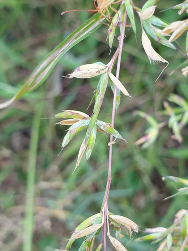 Apluda mutica, photograph 3