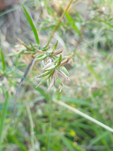 Apluda mutica, photograph 4