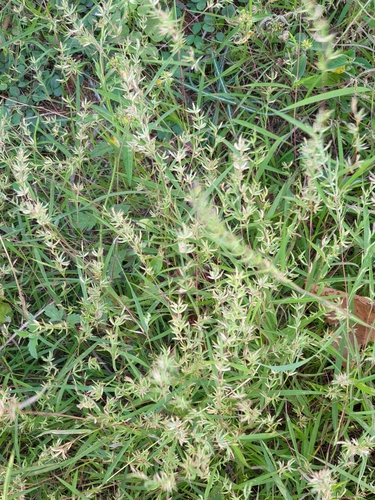 Apluda mutica, photograph 5