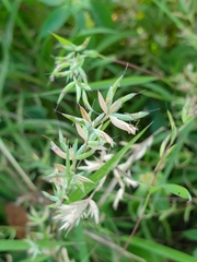 Apluda mutica, photograph (c) Aravinth, some rights reserved (CC BY)
