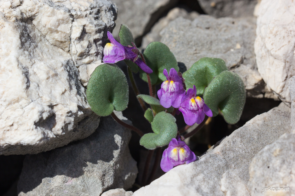 Italian Toadflax