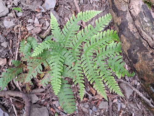 Image of Pteris biaurita by (c) vrxz, some rights reserved (CC BY-SA)