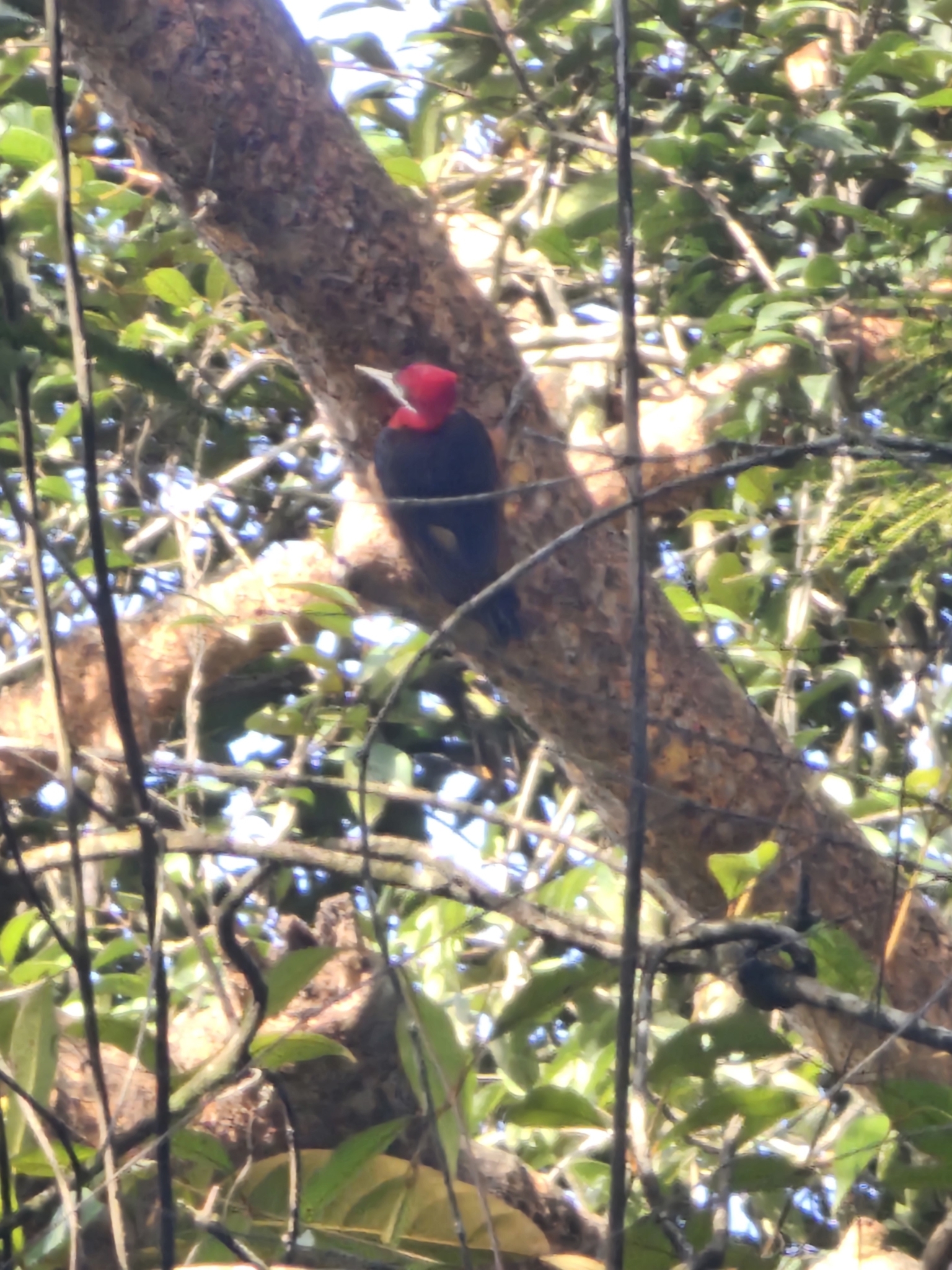 Red-necked Woodpecker (Campephilus rubricollis), photo 5