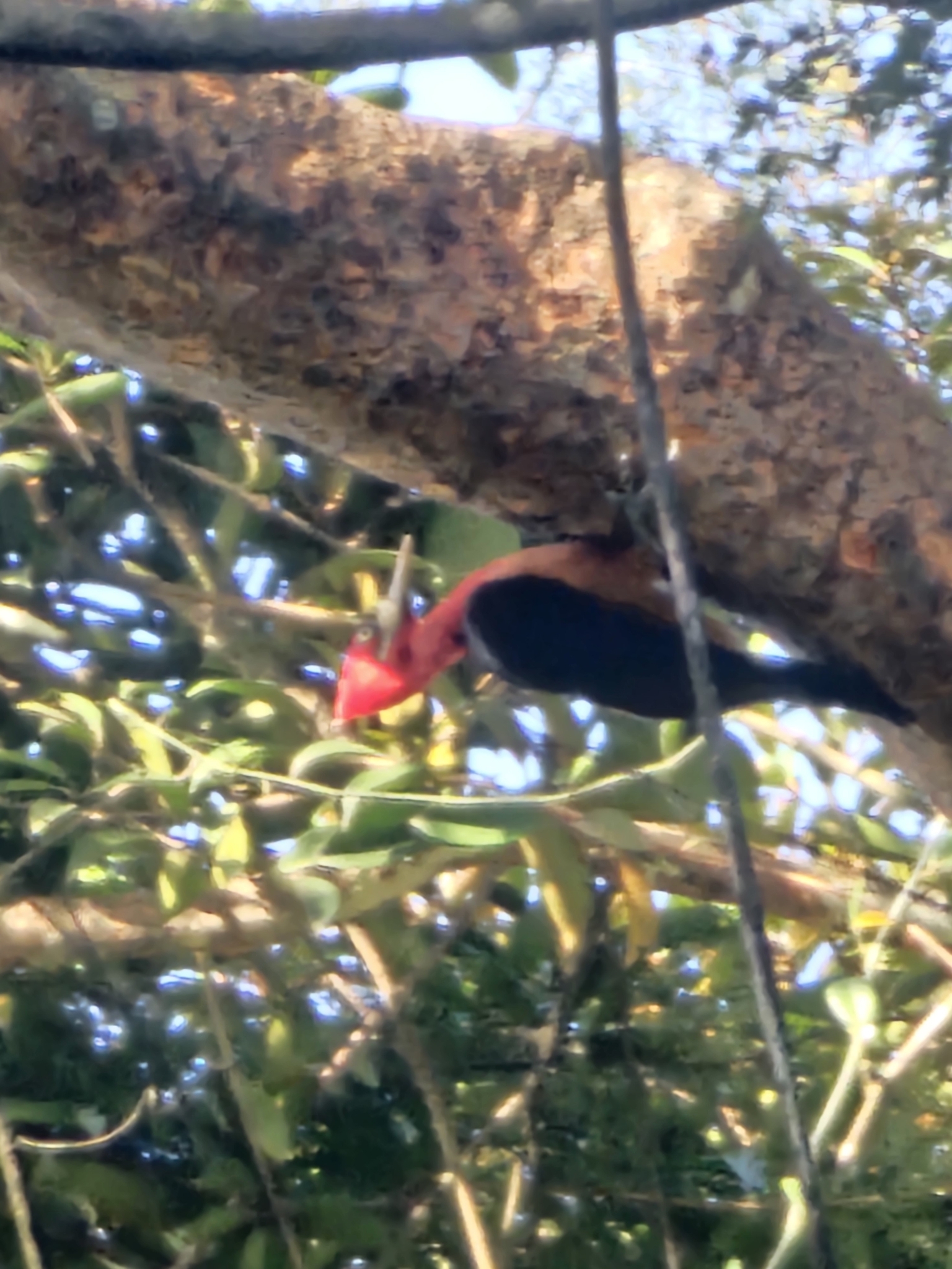 Red-necked Woodpecker (Campephilus rubricollis), photo 6