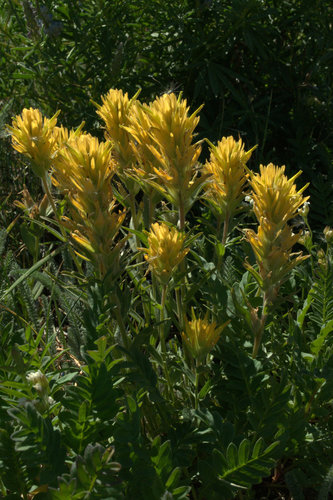 Christ's Indian paintbrush (Castilleja christii)