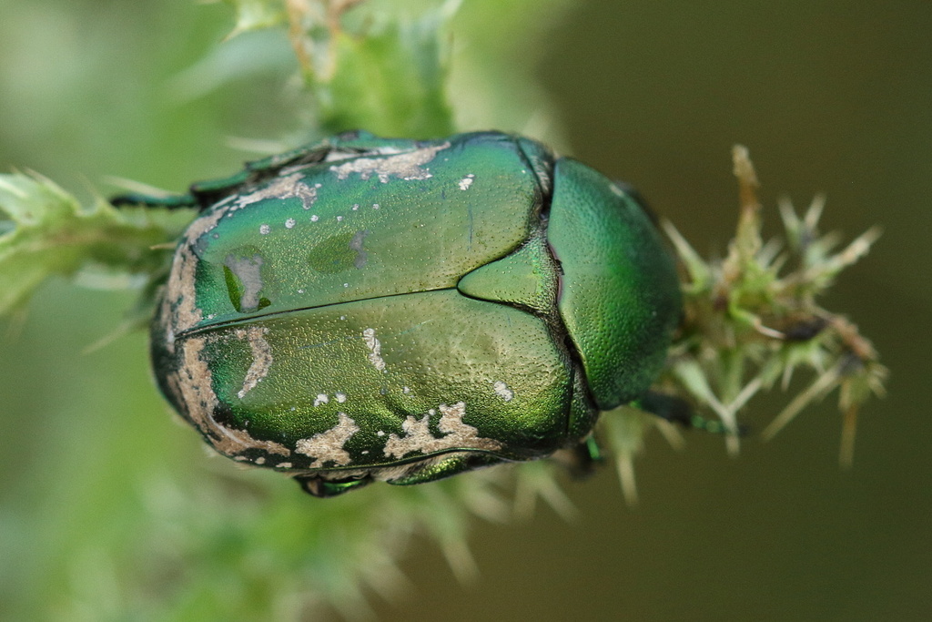 Protaetia ungarica