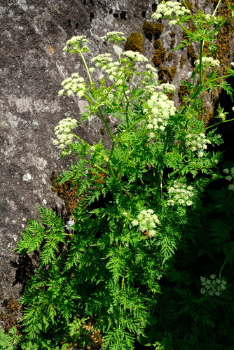 Lefebvrea