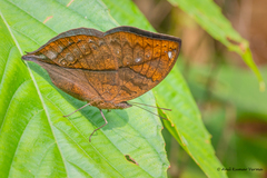 Kallima horsfieldii
