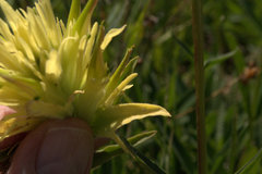 Castilleja christii