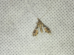 Lineodes triangulalis