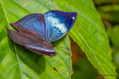 Kallima horsfieldii