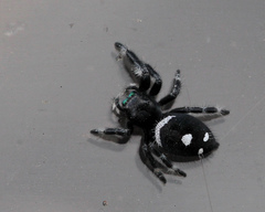 Phidippus regius