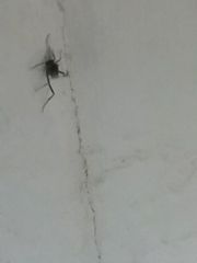 Evania appendigaster