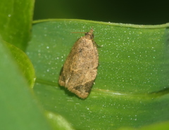 Neocalyptis affinisana