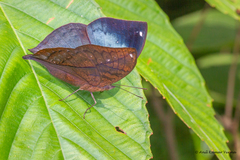Kallima horsfieldii