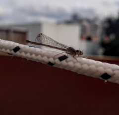 Argentagrion ambiguum