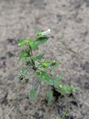 Gratiola neglecta