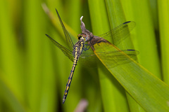Trithemis stictica