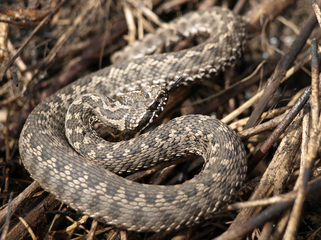 Eastern Steppe Viper