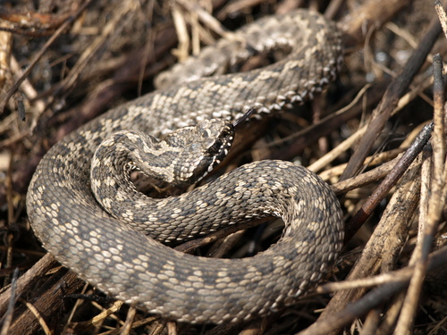 Eastern Steppe Viper
