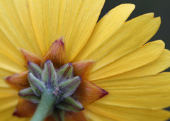 Coreopsis floridana