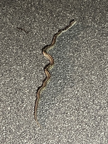 Coastal Carpet Python sighting